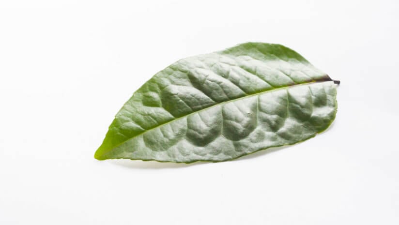 Study-supports-Guayusa-tea-extract-s-cognitive-and-mood-benefits.jpg