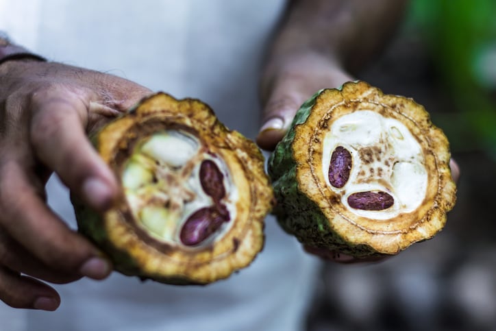 Researchers-use-cocoa-to-tackle-obesity-in-mice.jpg