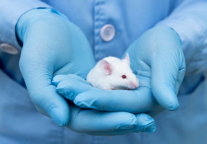 Magnolia-compound-outperforms-drug-in-cognitive-impairment-trial-done-in-mice.jpg