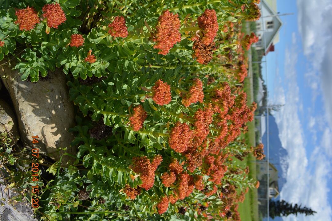 Alaska-Rhodiola-2.jpg