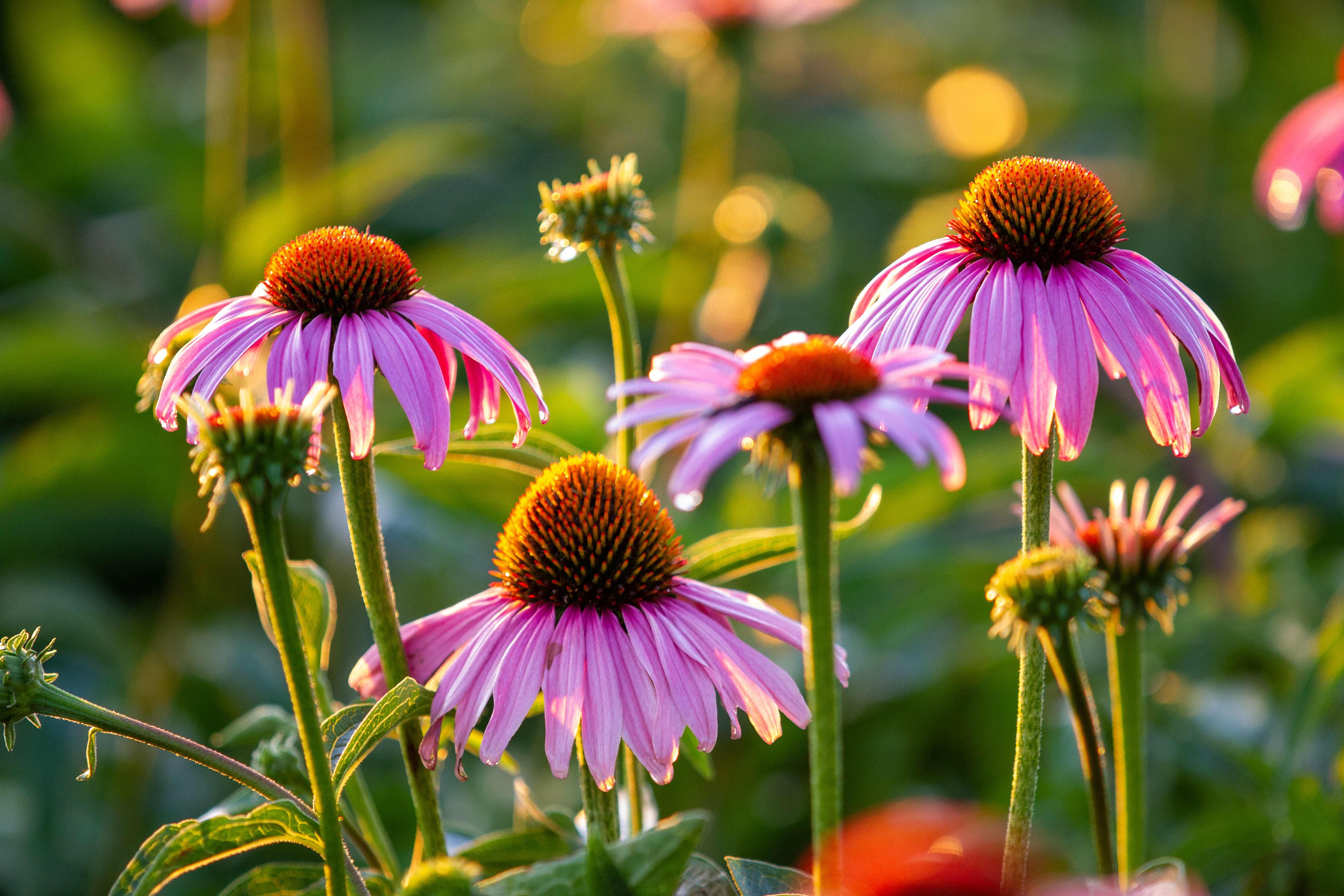 MartinBauer spreads supply chain risk with advent of US-cultivated echinacea