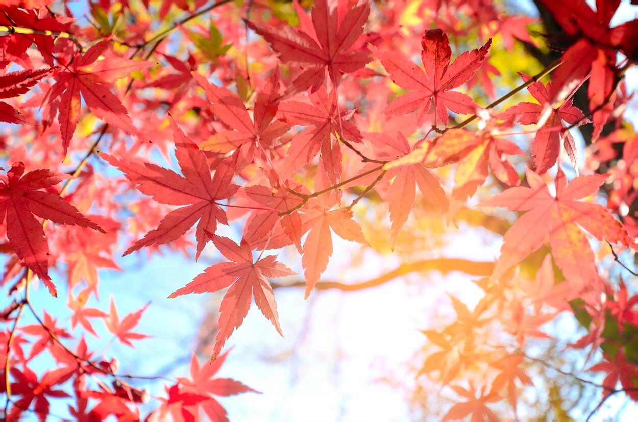 Maple leaf extract may prevent wrinkles, research suggests