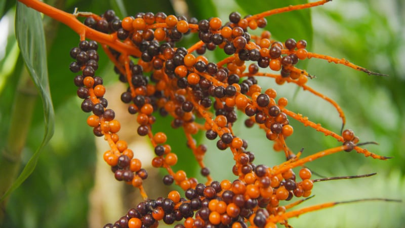 ‘Frightening extent’: BGG World develops Japan-patented identification method of saw palmetto to counter rampant adulteration 
