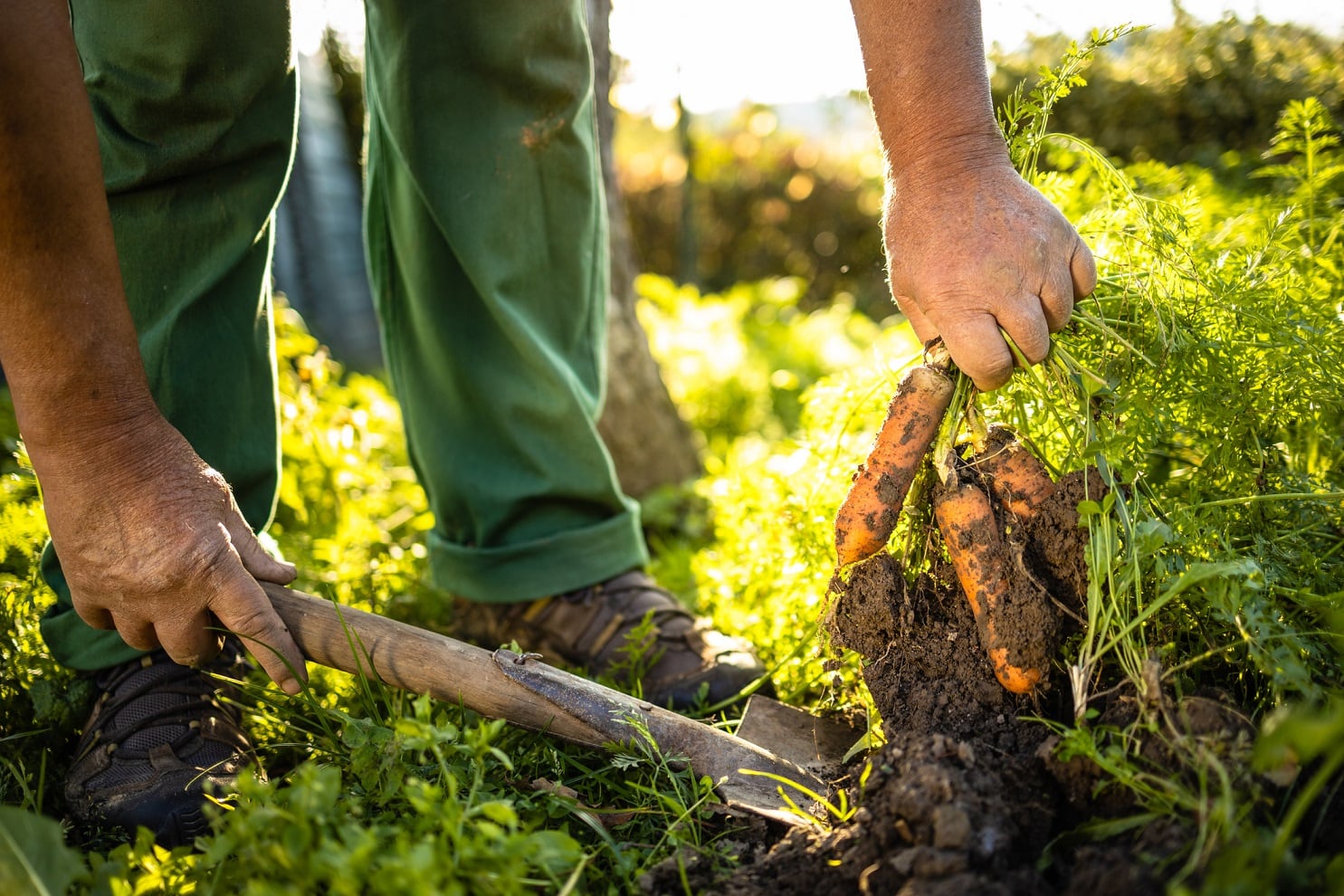 Ancient-Nutrition-partners-with-Rodale-Institute-for-regenerative-ag-transition.jpg