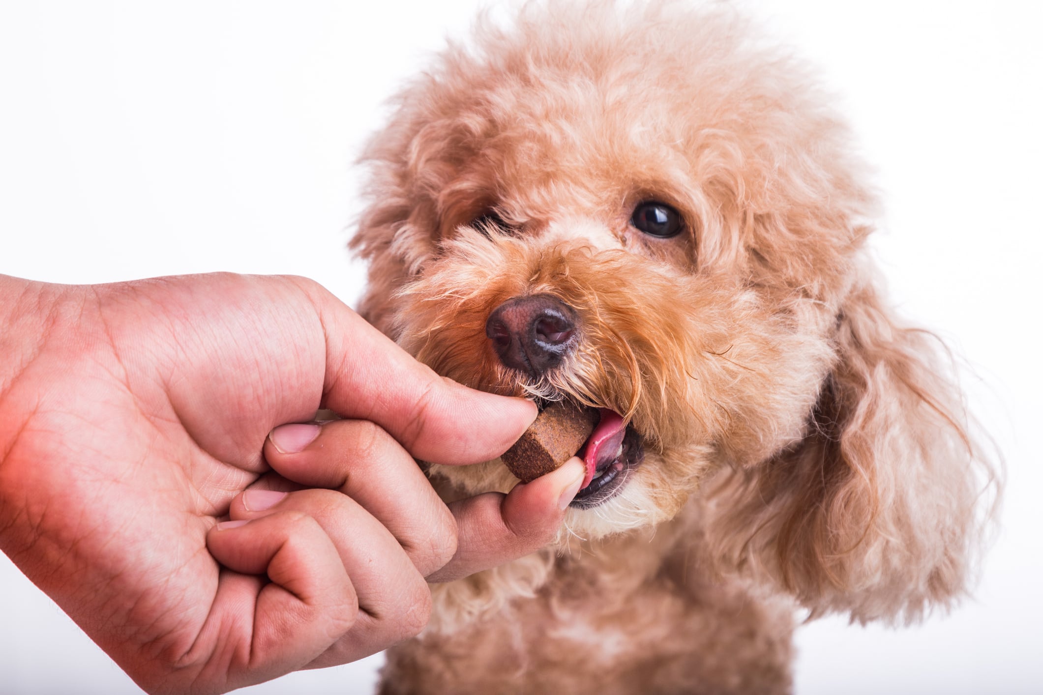 Where is the innovation in the pet supplements space?