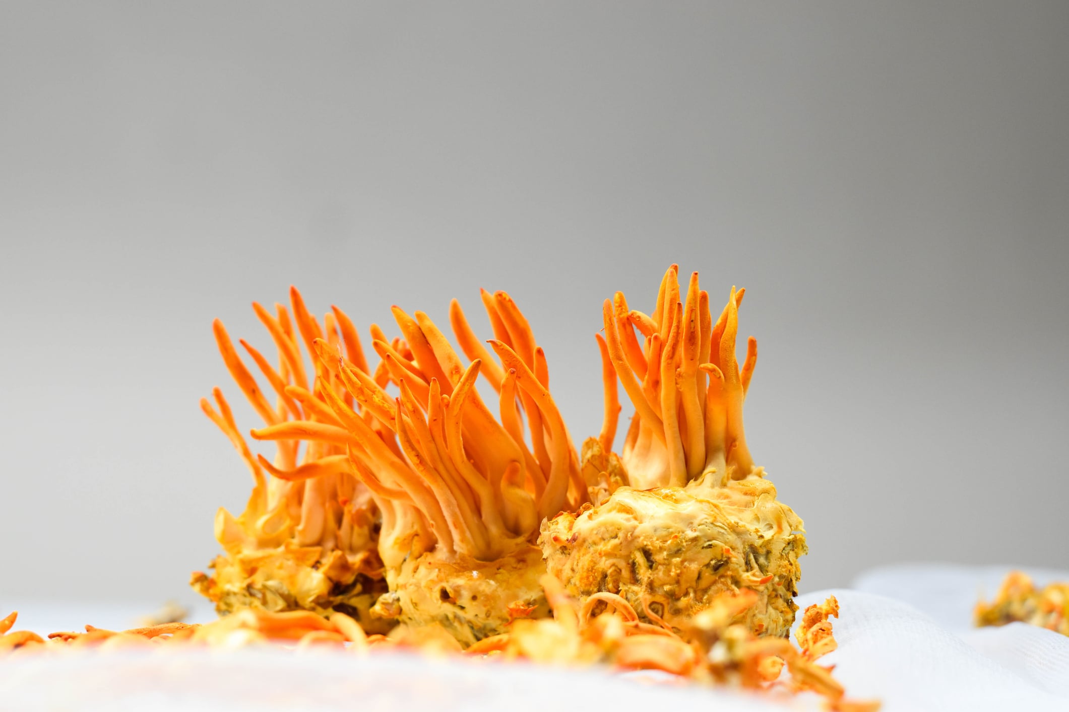 Study: Cordyceps extract supports iron levels and muscle health in runners