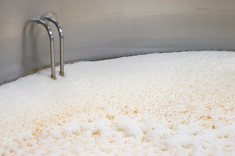 Industry Insights from NIZO: Can your microbial biomass bring health benefits and make you money?