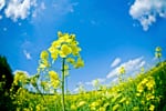 canola-istock-Nikada.jpg