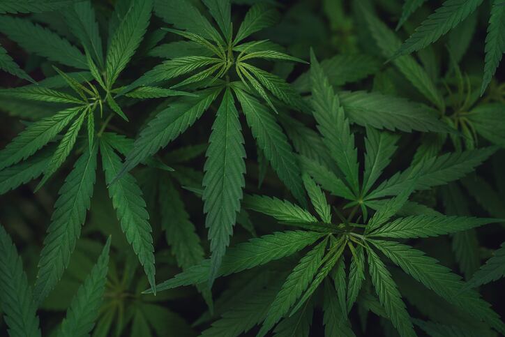 HempFusion bets on success with major FDM partner, 'digital relaunch' to drive brand