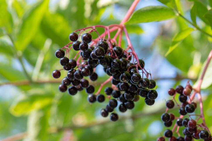 INS-Farms-partners-with-Asiros-to-bring-full-spectrum-of-berry-ingredients-to-market.jpg