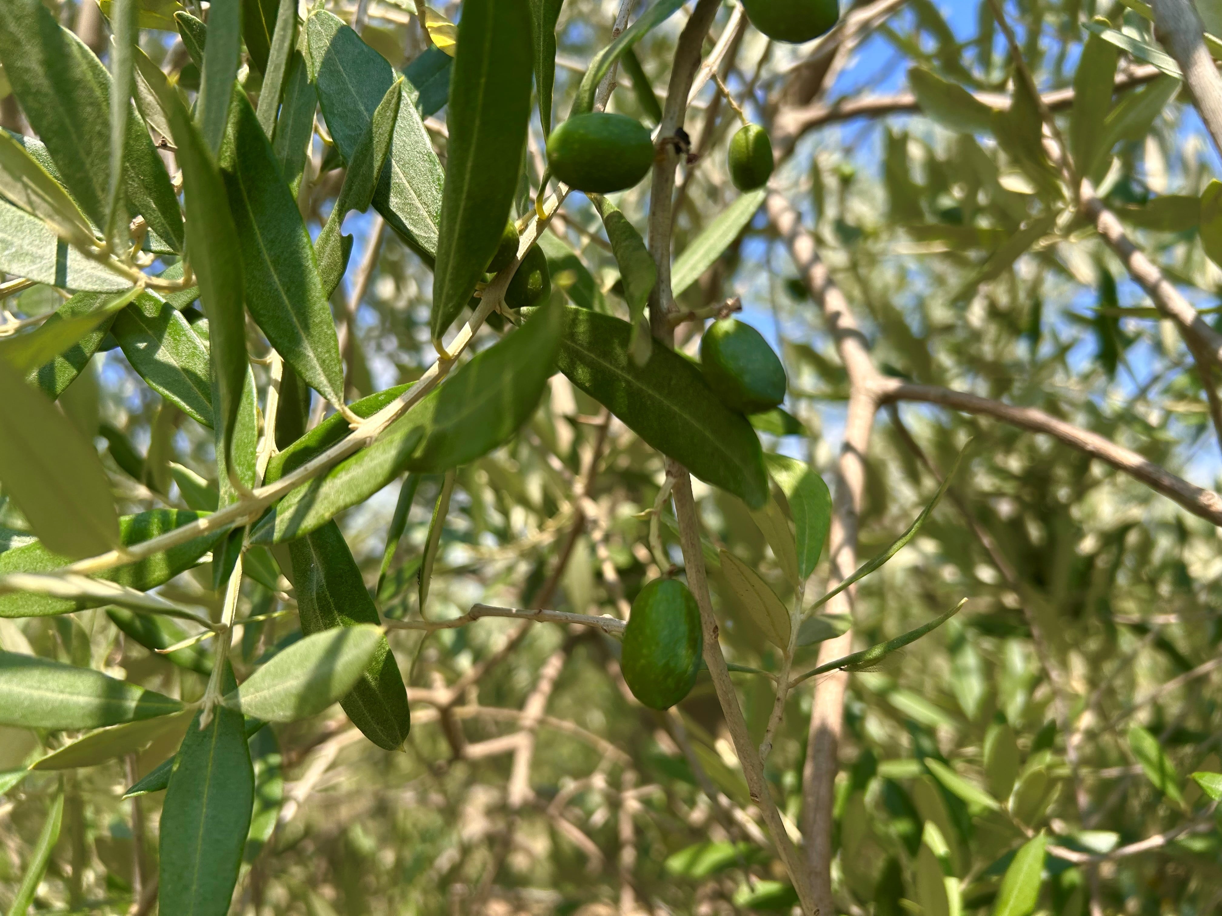 Low-dose high-phenolic olive oil significantly improves cholesterol: Study 