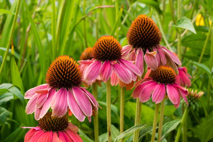 Echinacea-C-Getty-Images-jatrax.jpg