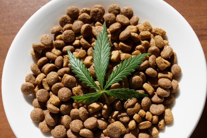 Study: CBD may relieve arthritis in dogs, researchers say follow-up in humans warranted