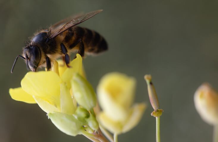 Sabinsa adds glyphosate testing to meet rising market demand