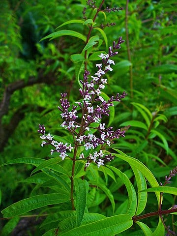 360px-Aloysia_citriodora_002.jpg