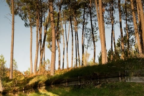 Les-Landes-de-Gascogne-Pycnogenol.jpg
