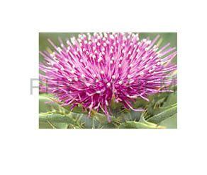 Milk-Thistle-Phytochem-International.jpg