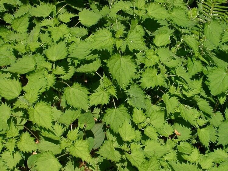 Urtica-plant-extract-may-improve-skin-UV-induced-aging-signs_wrbm_large.jpg