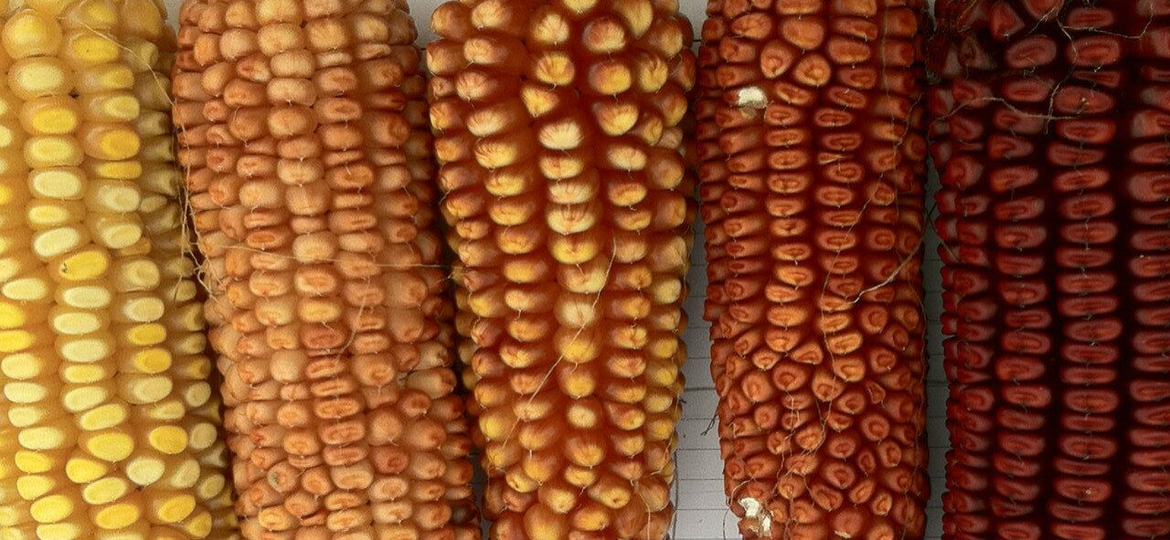 Designer corn shows 'promising' results in mouse model of IBD