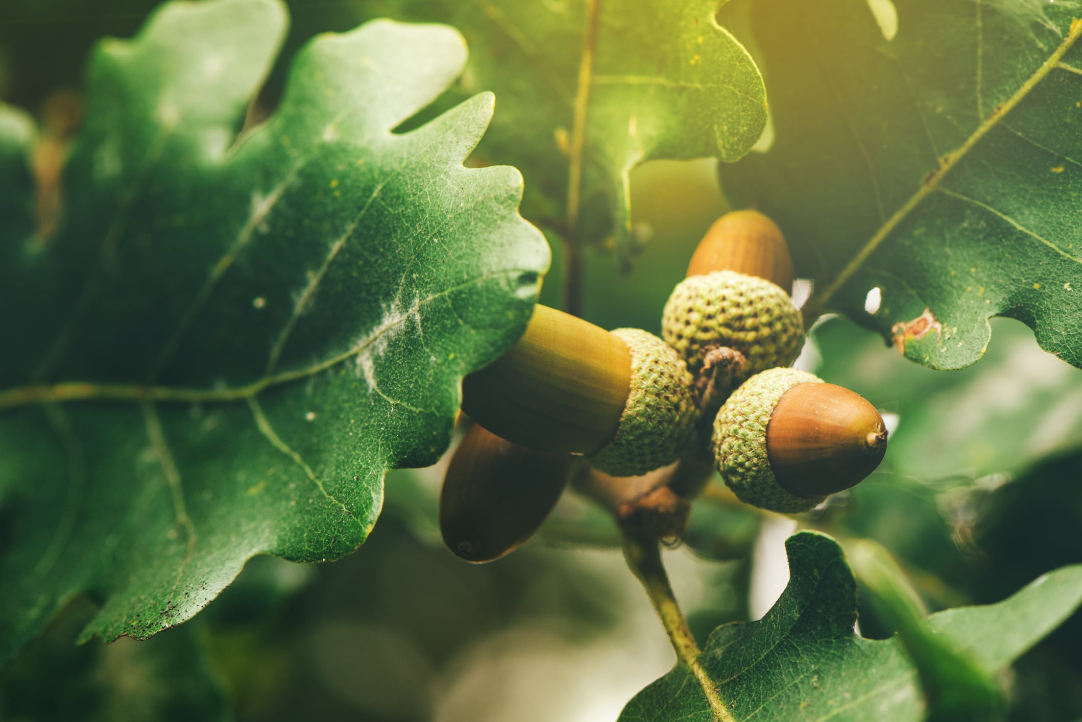 Prebiotics from acorn & sago show metabolic benefits, boost gut integrity for obese subjects