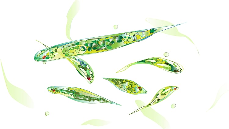 Microalgae Euglena powder shows non-alcoholic fatty liver disease benefits: Japanese mouse study