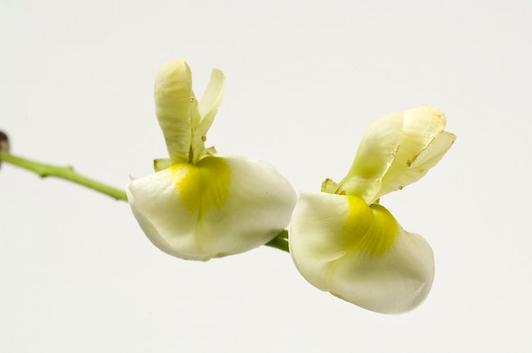 Indena launches new flavonoid ingredient targeting performance nutrition