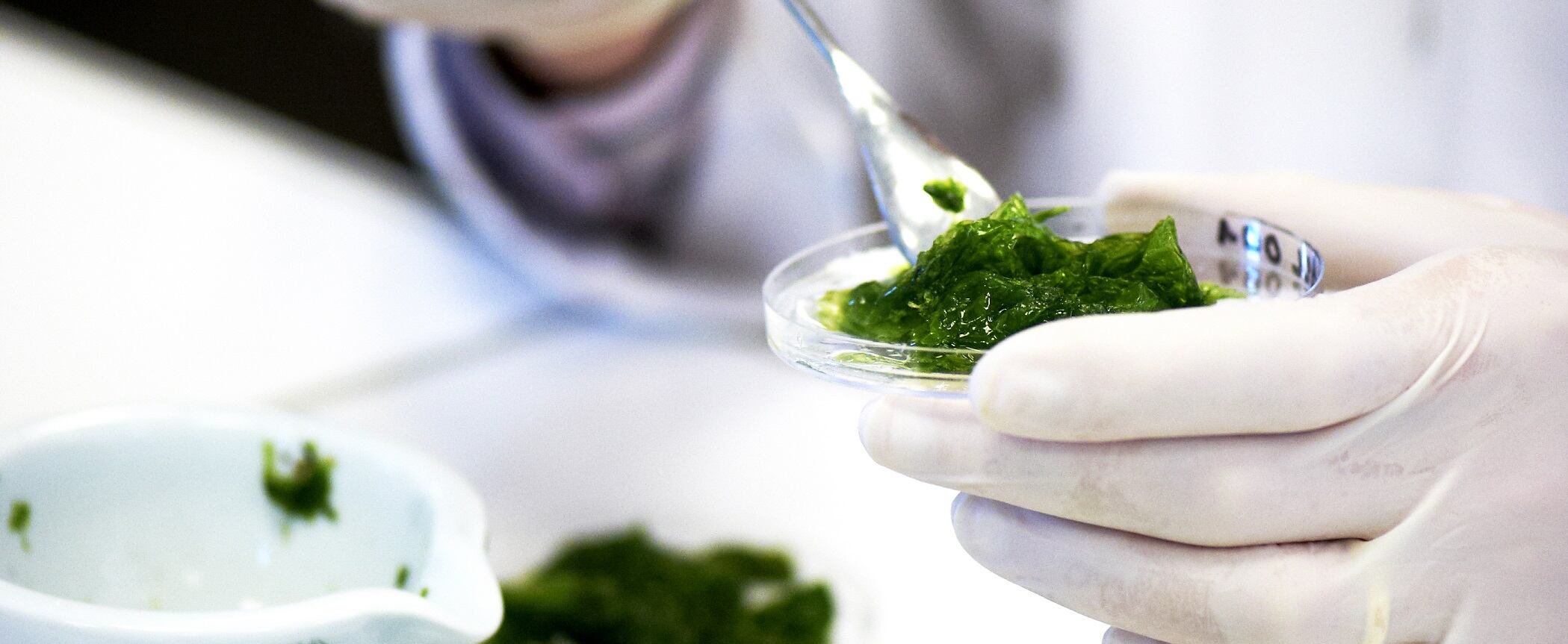 C-OLMIX-Laboratoire-coupelle-algue.jpg