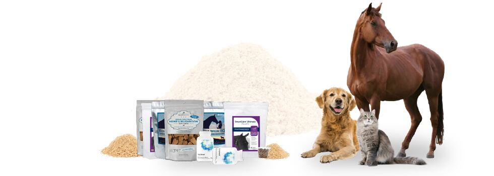 Ashwagandha-Assures-Pet-Health.png