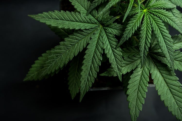 Gaia-Herbs-starts-sales-for-its-new-full-spectrum-hemp-extract.jpg
