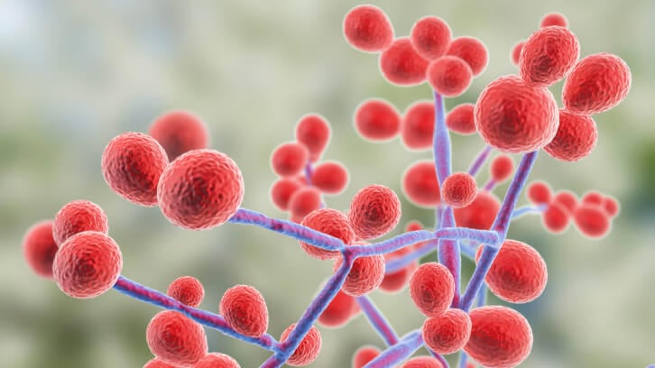 Peptide YY appetite hormone may also be immune regulator for the fungal microbiome 