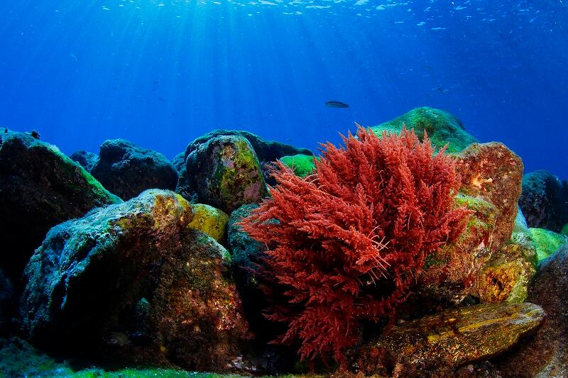 redalgae.jpg