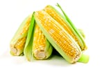 sweetcorn-isock-Elenathewise.jpg
