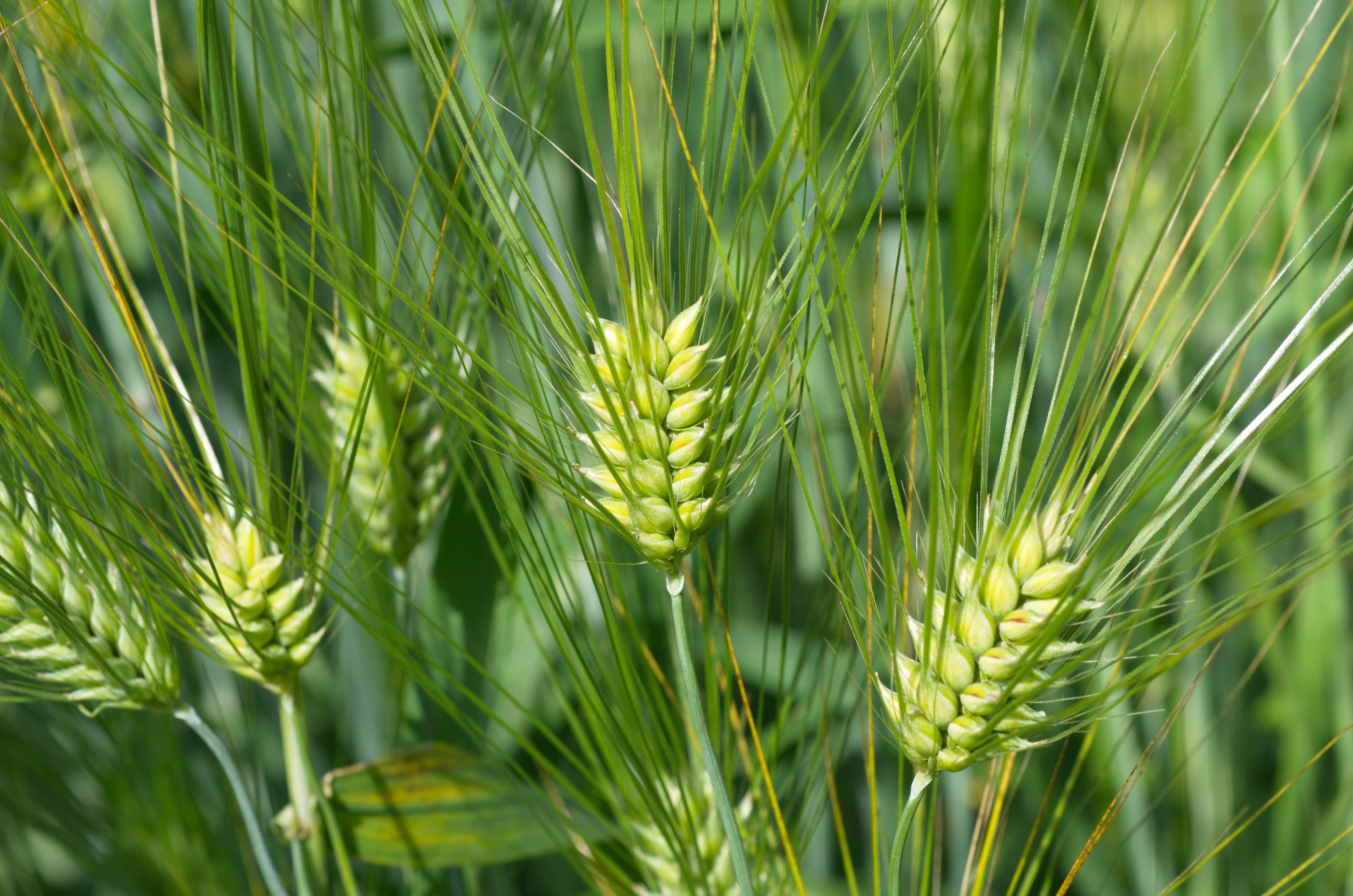 Beneo introduces barley beta-glucans for heart health