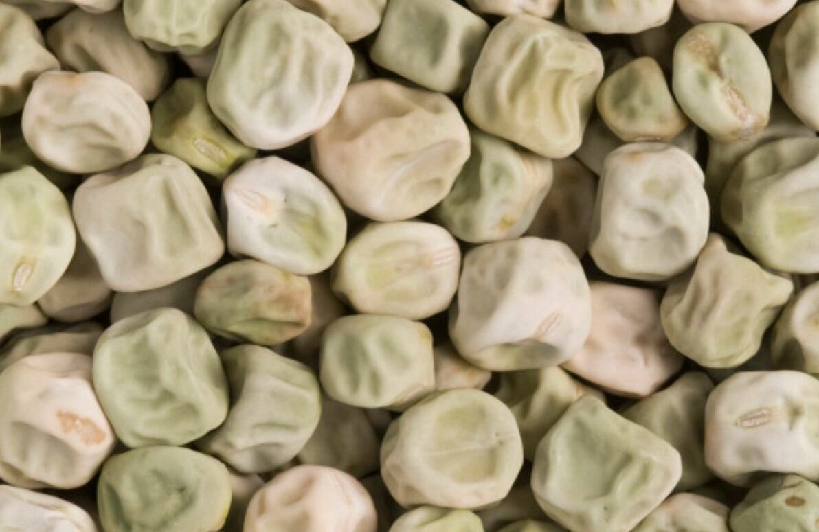 Effect of ‘super pea’ on gut may benefit those at risk of diabetes, study claims  