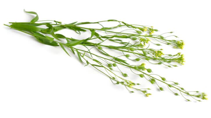 Yield10-and-Rothamsted-extend-partnership-to-commercialize-camelina-derived-omega-3.jpg