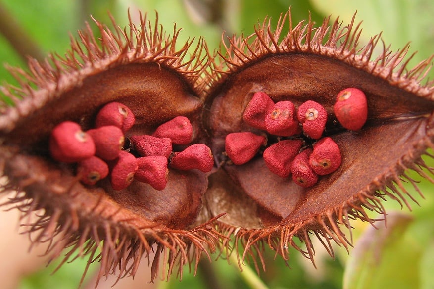 Annatto-Leonardo-Re-Jorge.jpg