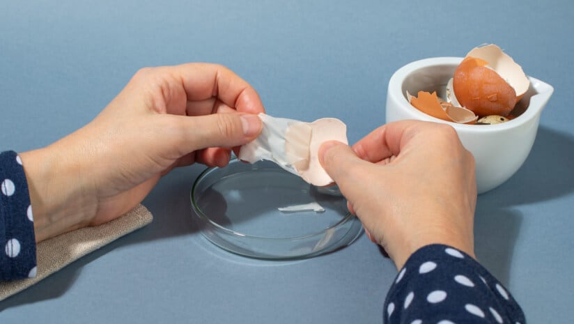 Arandovo partners with Swisseutic for eggshell membrane ingredient in DACH market