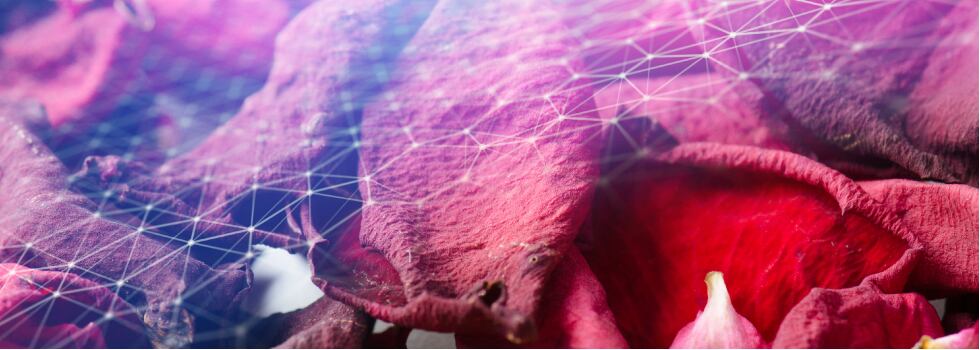 Breakthrough-Rose-Petal-Extract-Transforming-Weight-Management-Support-with-Hormonal-Harmony.jpg