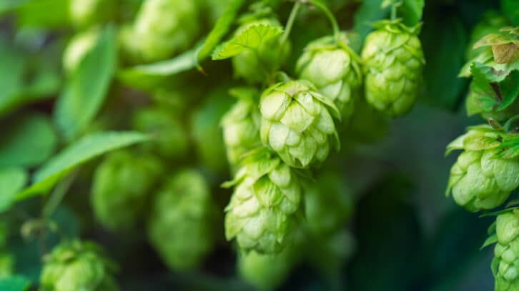 Hops-derived compound curtails gut microbe associated with metabolic syndrome