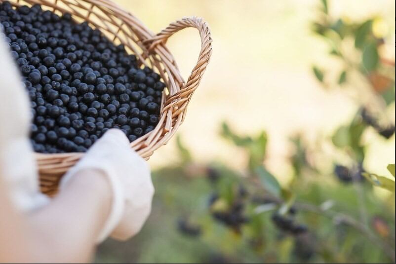 Symrise-expands-diana-food-portfolio-with-antioxidant-rich-aronia-ingredients.jpg