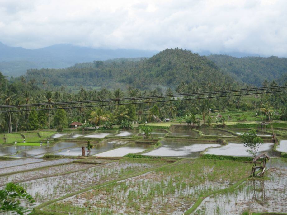 Rice-field-Bali-RiceBran-Technologies.jpg