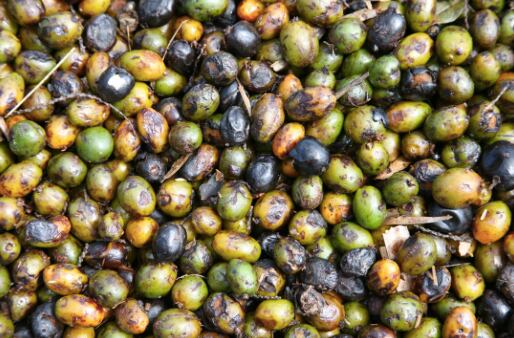 New-trend-in-saw-palmetto-adulteration-forces-BAPP-to-update-bulletin.jpg