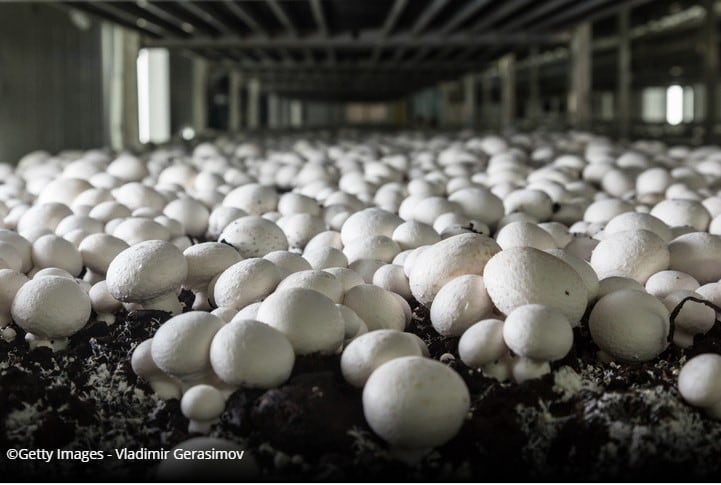Shiitake happens: Mushrooms to play key role in immunity nutrition and health, concludes report