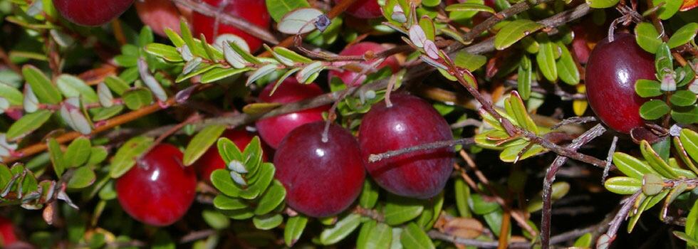 Cranberry-s-unique-A-Type-PAC-s-support-UTH-Urinary-Tract-Health.jpg