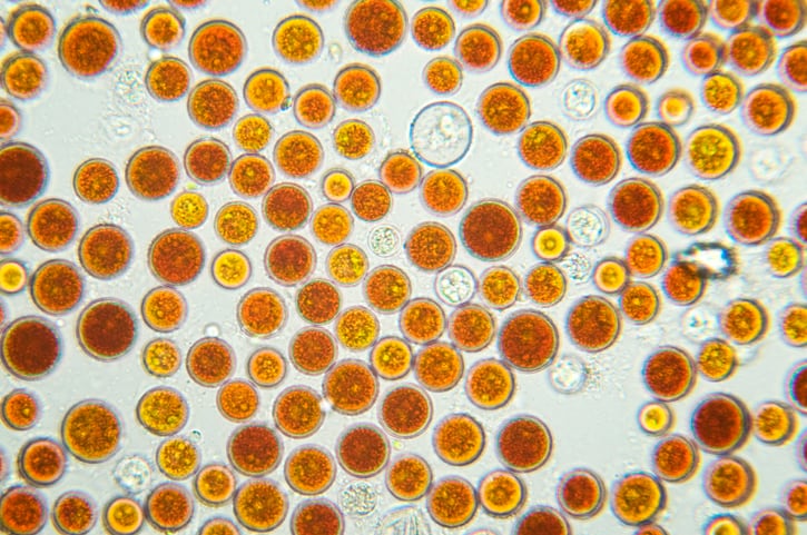 Supplier trying to avoid killing astaxanthin golden goose