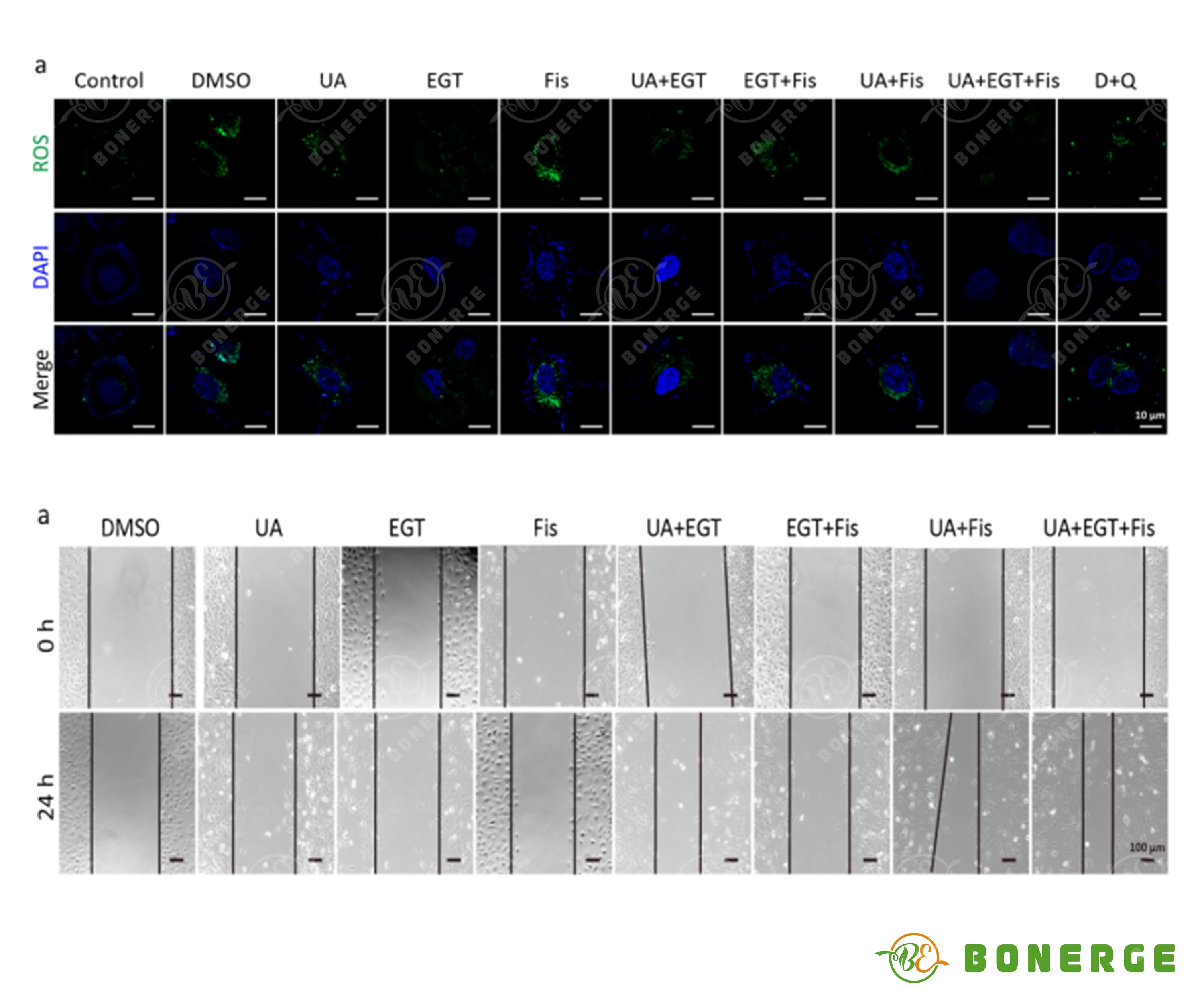 Figure 3: Comparison data of ROS scavenging rate and cell migration rate.