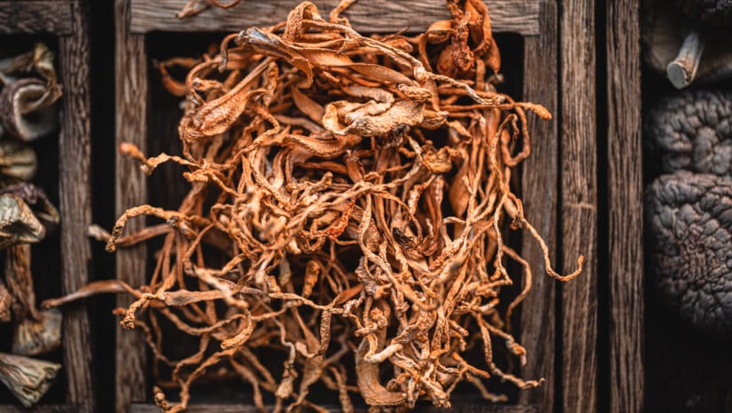 The prebiotic possibilities of mushrooms
