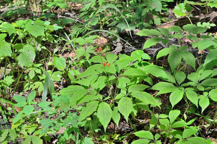 Immediate action needed to protect medicinal plants from climate change, paper argues