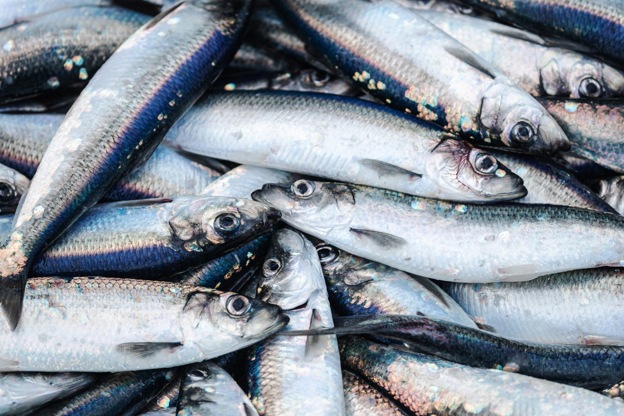Fishing industry: huge catch of herring fish on the boat out in North Sea