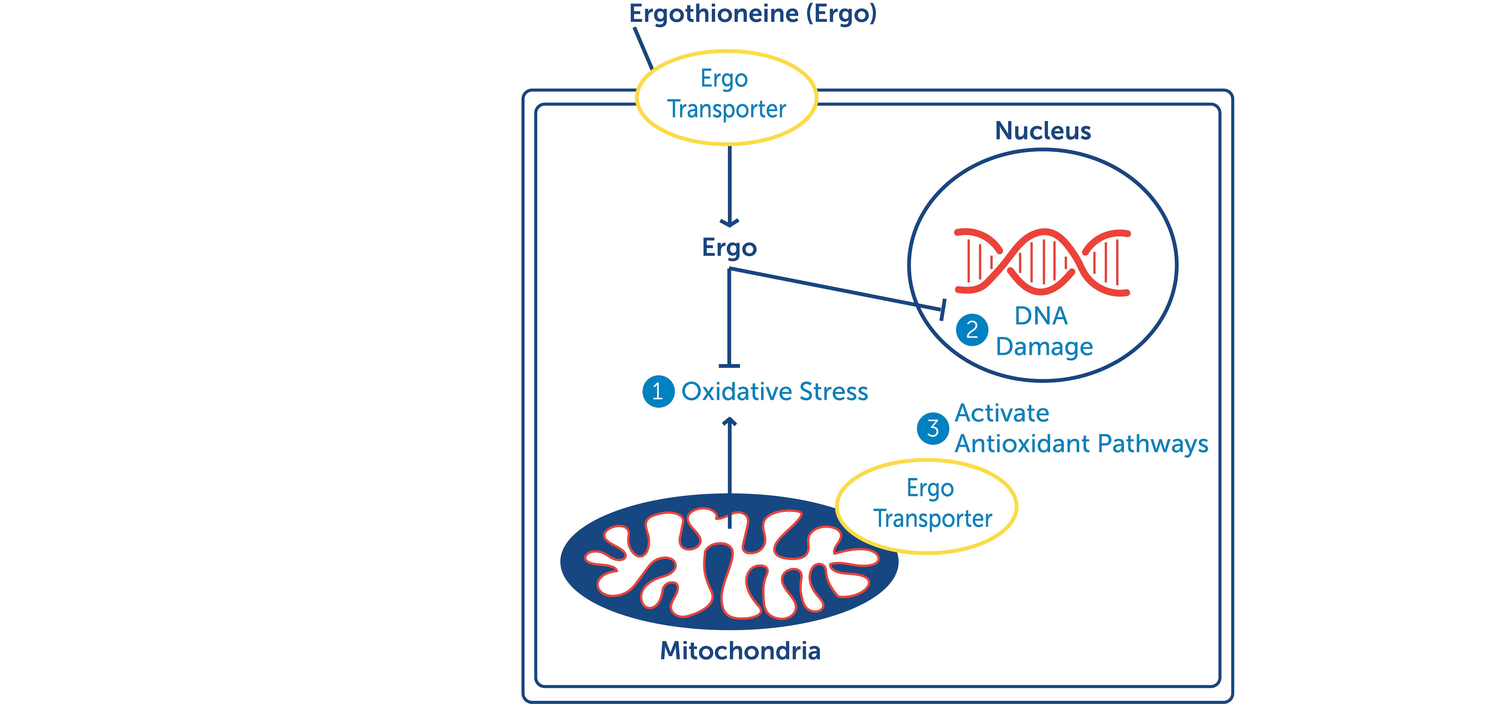 Fig-1-for-Health-Aging-Ergo-Article.jpg